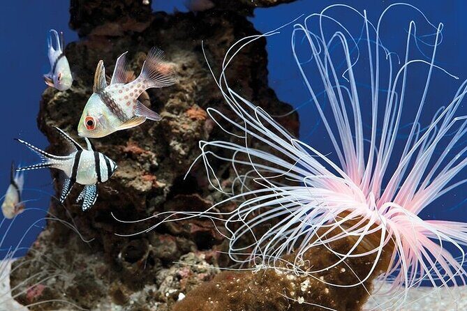Palma Acquarium with Transfer - Who Will Love This Tour?