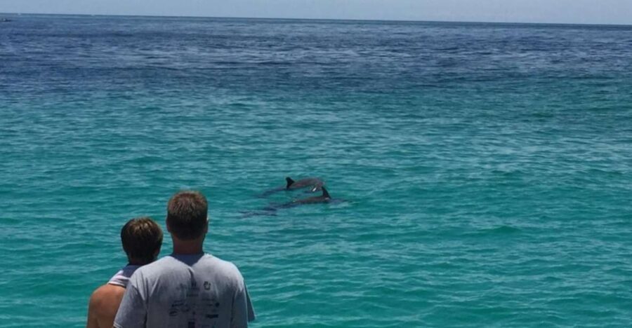 Panama City Beach: Dolphin Sightseeing Trip by Catamaran - Itinerary Breakdown: What to Expect