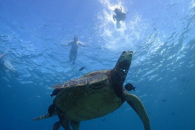 Paradise Honu Morning Snorkeling Tour - What Travelers Say