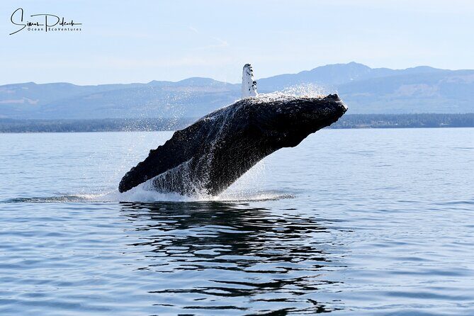 Parksville Half Day Whale and Wildlife Adventure - The Value of This Tour