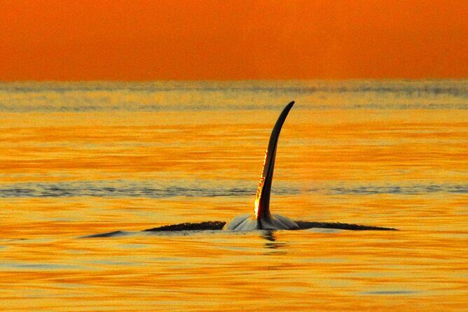 Parksville Sunset Whale and Wildlife Adventure - The Value and Pricing