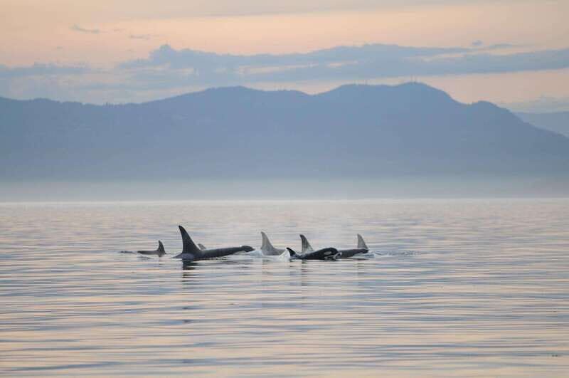 Parksville: Sunset Whale and Wildlife Adventure - The Authentic Experience: Authenticity, Conservation, and Connection
