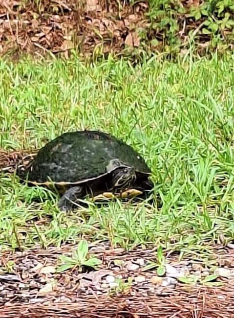 Pearlington: Devil's Swamp Eco Walking Tour - Exploring the Devils Swamp Eco Walking Tour