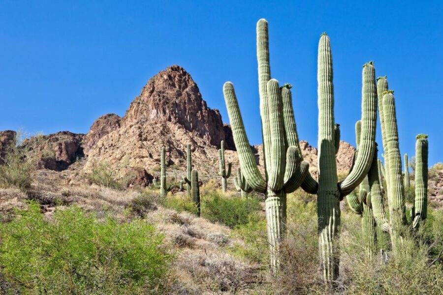 Phoenix/Scottsdale: Apache Trail Tour & Canyon Lake Cruise - Why This Tour is a Great Value