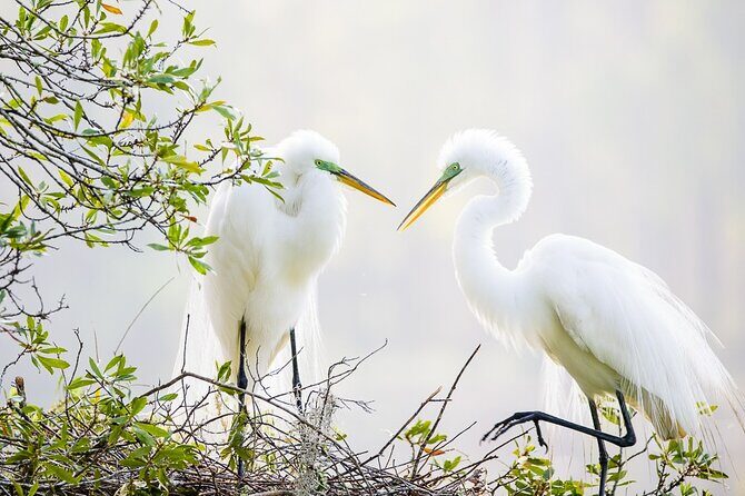 Photograph low country wildlife with a professional photographer - Who Will Enjoy This Tour?