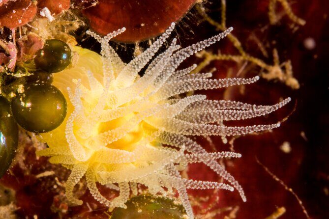 Plakias: Try Scuba Diving first time - Private, from 8 yrs. - What to Expect: A Step-by-Step Breakdown