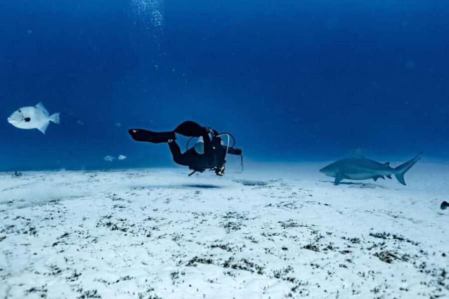 Playa del Carmen: Bull Shark Diving Experience - What Sets This Tour Apart?