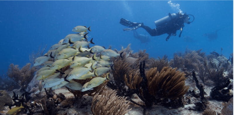 Playa del Carmen: Ocean Dive Tour - What to Expect from the Tour