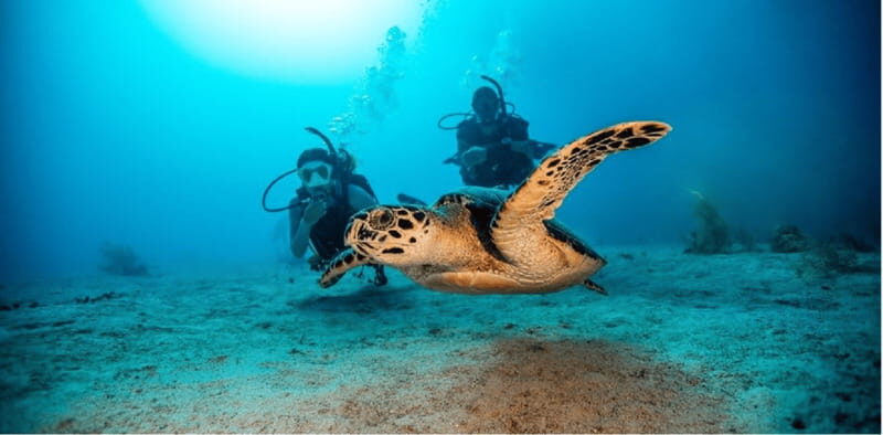 Playa del Carmen: Open Water Diver Course - What Makes This Dive Course Valuable?