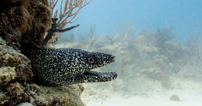 Playa del Carmen: Refresher Dive - The Day’s Itinerary: What You Can Expect