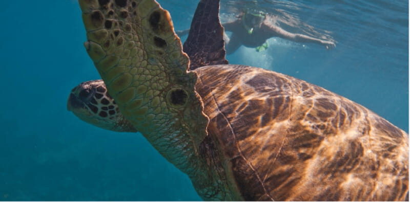 Playa del Carmen: Snorkel Tour at Local Reef - The Itinerary: Step-by-Step