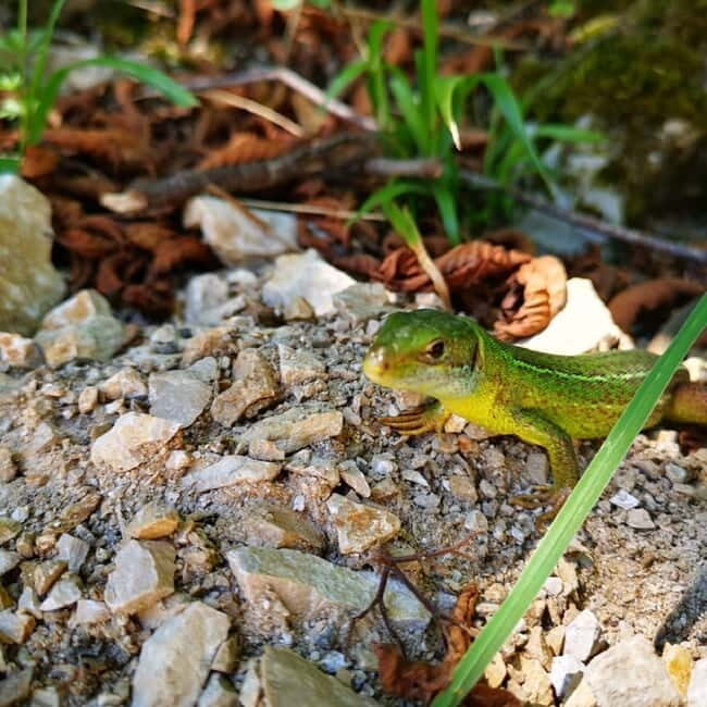 Plitvice Lakes National Park: Walking, Boat, and Train Tour - What’s Included and What You Should Consider