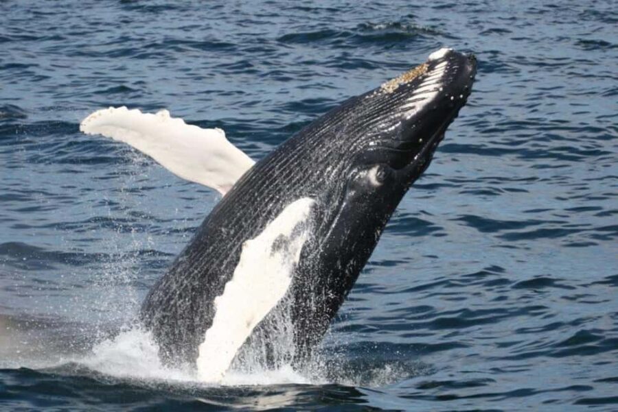 Plymouth: Whale Watching Cruise - What to Expect on the Day