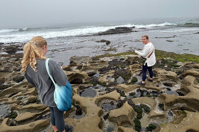 Point Loma Tide Pool Tour - Practical Details and Value