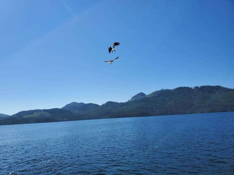 Port Alice: Sea Otter and Wildlife Watching Boat Tour - Who Will Love This Tour?