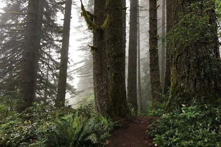 Portland: Silver Falls State Park Waterfall Hike - Practical Information: What You Need to Know