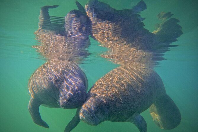 Pre-Season Special Manatee Snorkel Tour in Crystal River - What Sets This Tour Apart?