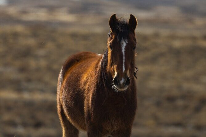 Premier Wildlife Tours in Saguaro National Park - FAQ
