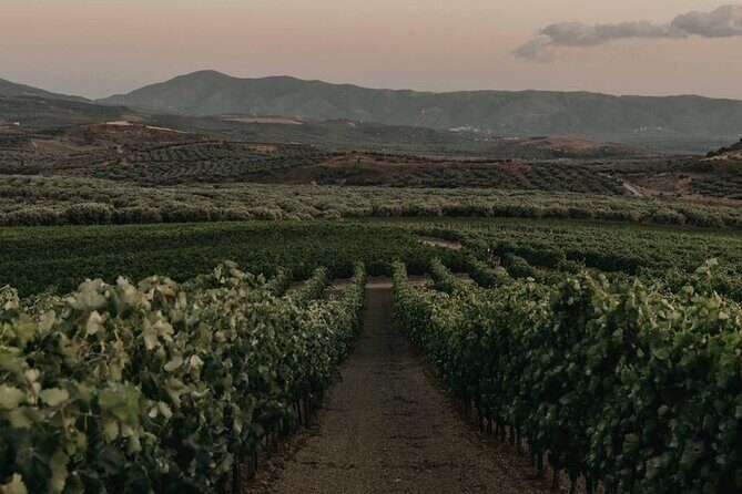 Premium Cretan Olive Oil Tasting, Wine, Raki and Local Food Tour - Final Thoughts