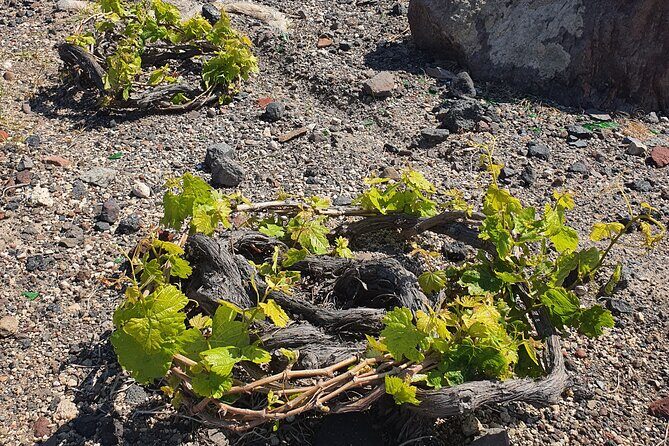 Premium Wine Tasting with Caldera Views - Authenticity and Reviews