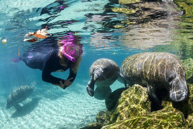 Preseason Special Snorkeling with Manatees Experience - Key Points