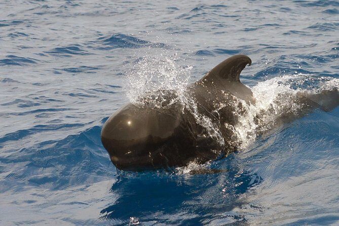 Private 2 hour Whale Watching Tour - Wildlife Encounters in Detail