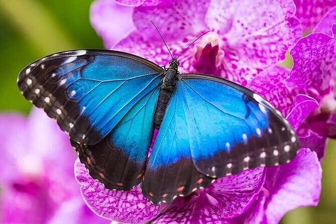 Private 5 Hour Tour of Butchart and Butterfly Gardens - What Sets This Tour Apart?