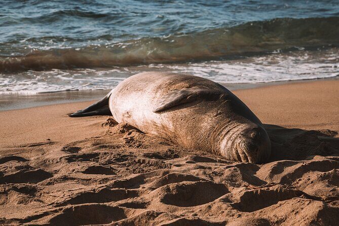 Private 5-hr Off-Road Trip on Oahus Wildlife-Rich North Shore - Why This Tour Works Well