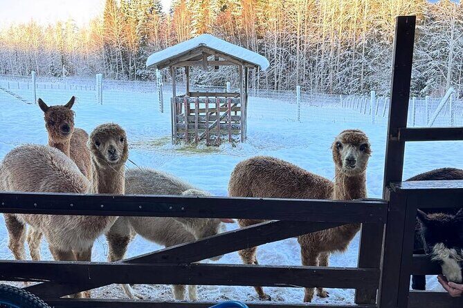 PRIVATE Alpaca Guided Forest Walk + Feeding Helsinki - Who Will Love This Tour?