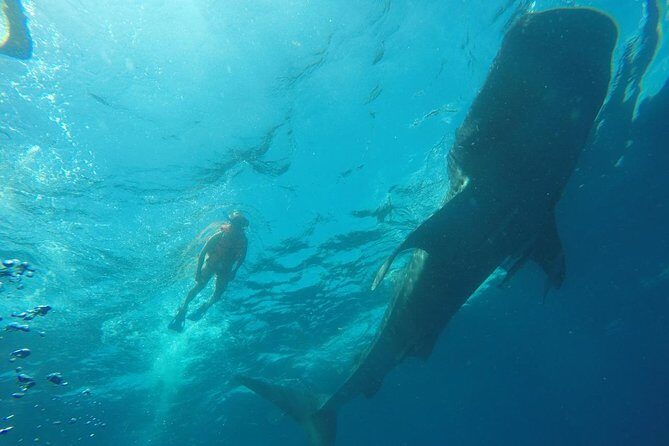 Private and Shared Whale Shark Tour from Tulum - Who Is This Tour Best For?