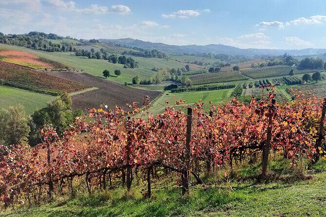 Private Balsamic vinegar & Parmigiano Reggiano factory visits - The Practical Side: Logistics, Price, and Value