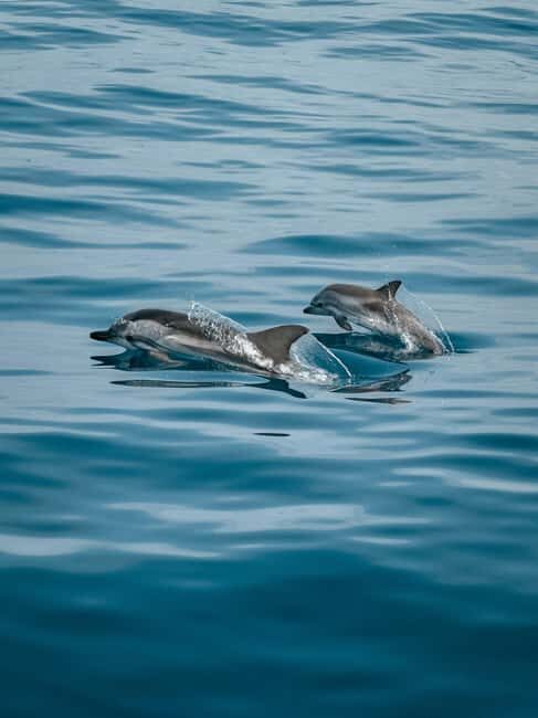 Private boat trips in Porec: dolphin watching, panoramic tour - The Scenic and Wildlife Experience