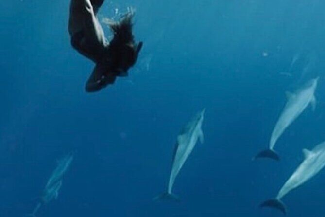Private Charter Humpback Whale Watching & Dolphin Search - FAQ
