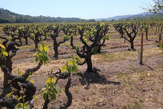 Private Chauffeured Winery Tour - FAQs