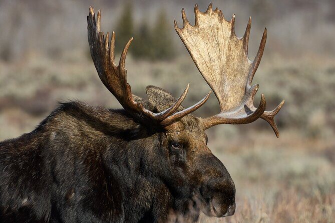 Private, Custom Yellowstone Wildlife Tours & Photo Safaris - A Deep Dive into the Yellowstone Experience