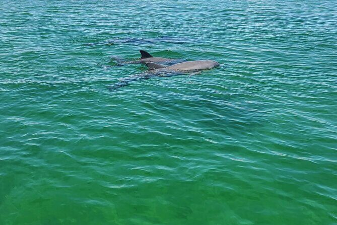 Private Dolphin Sightseeing Excursion - Who Will Love This Tour?