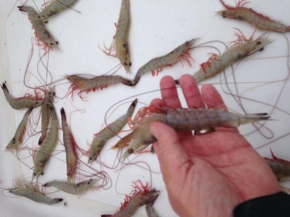 Private Dolphin Watch, Lighthouse and Ecological Boat Tours - The Itinerary: What You Can Expect