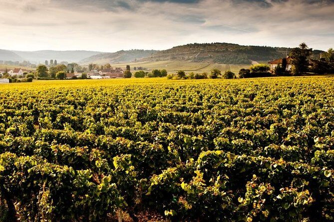 Private excursion to Côte de Beaune and Côte de Nuits (full day) - Authentic Experiences and Authenticity