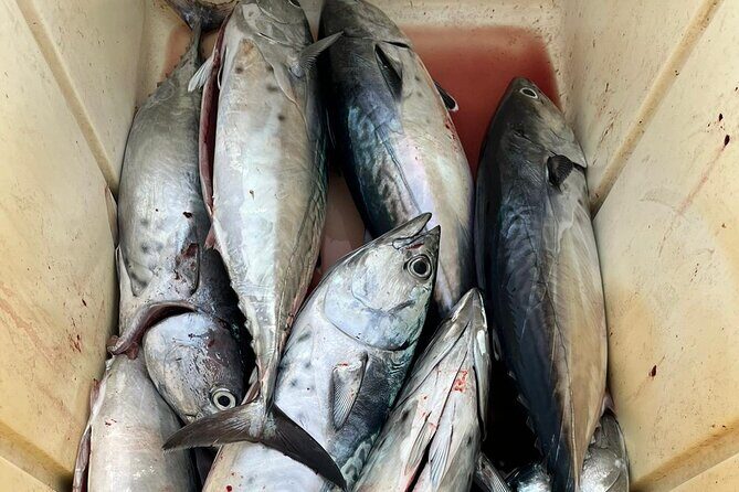 Private Experience - day of fishing on the Bari coast - Exploring the Experience in Detail