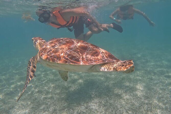 Private Experience in Akumal with Snorkeling - Why This Tour Offers Good Value