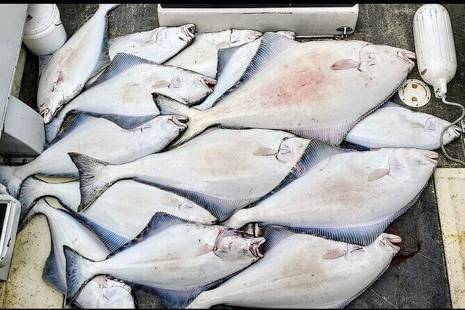 Private Fishing Adventure in Icy Strait Hoonah Alaska - The Wildlife & Nature