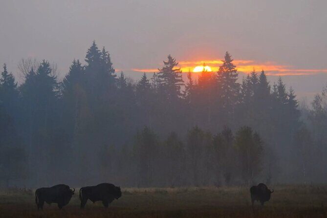 Private Full Day Bison Safari Tour in Bialowieza National Park - Authentic Encounters and the Experience of a Lifetime