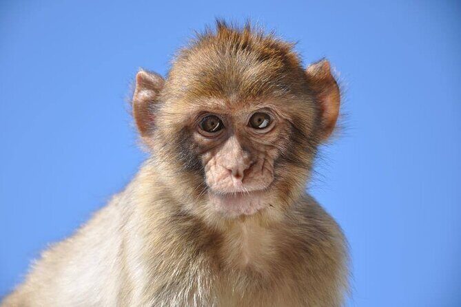 Private Gibraltar Victory Gold Tour 2.30hrs - What Travelers Say