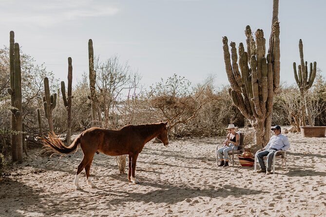 Private Guided Equine Meditation in Baja California - Who Will Enjoy This Experience?