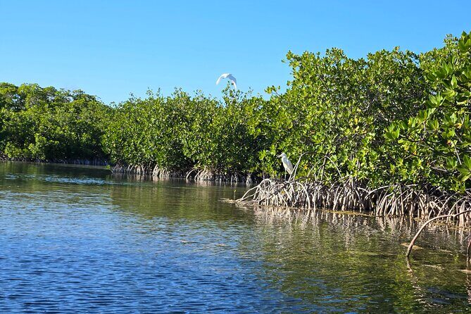 Private Guided Mangrove Eco-Tour Adventure - Price and Value