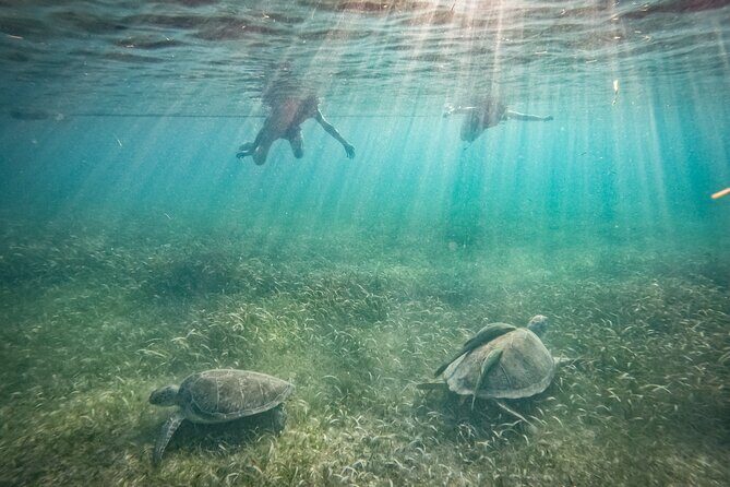 Private Half Day Swim with Turtles and Cenote - Why Choose This Tour?