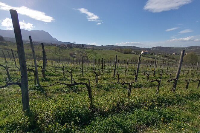 Private Irpinia Wine Tour from POSITANO, AMALFI or RAVELLO - The Sum Up