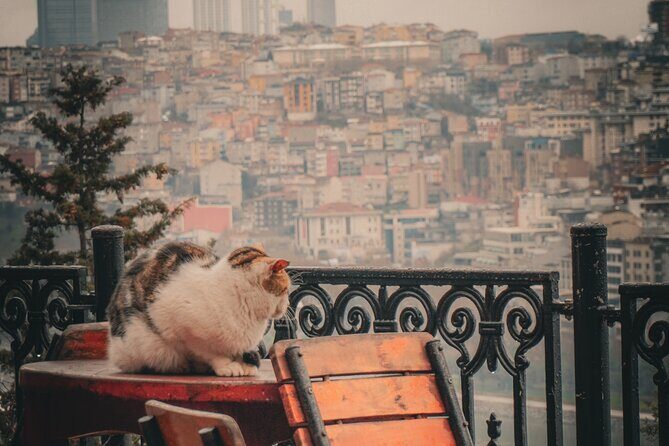 Private Istanbul Highlights Tour: 1, 2, or 3-Day Options - Practical Details and What They Mean for You