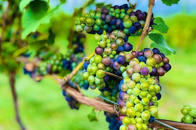 Private Kelowna Sip Tour - A Closer Look at the Itinerary