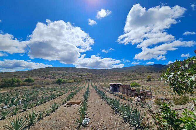 Private Lunch in Mezcal Maguey Fields - A Rustic, Delicious Lunch in the Fields